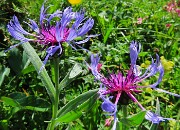 37 Centaurea montana (Fiordaliso montano)